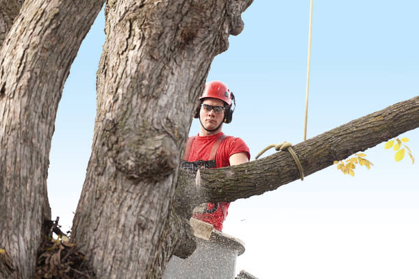 Best Commercial Tree Removal  in USA